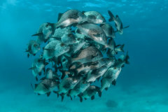 protected-marine-world-ocean-day-nationalgeographic_1514781