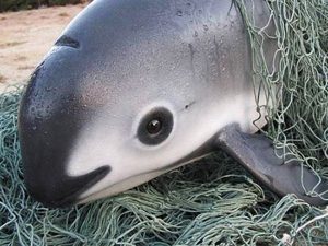 Vaquita marina muerta en una red