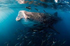 Tiburón ballena el pez mas grande del mundo