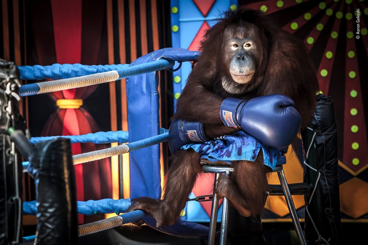 Fotografía galardonada con una mención de honor Los orangutanes se han utilizado en actuaciones degradantes en Safari World, Bangkok, y en muchos otros lugares, durante décadas. Los espectáculos se detuvieron temporalmente en 2004 debido a la presión internacional, pero hoy continúan, dos veces al día, todos los días, con cientos de personas pagando para ver orangutanes, bailar, tocar la batería o pelear. Foto: Aaron Gekoski / Wildlife Photographer of the Year 2019