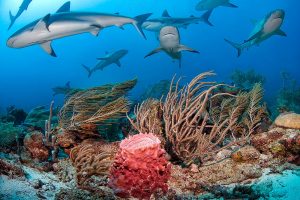 Tiburones en un arrecife